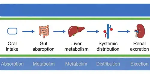 Urolithin A Bioavailability Urolithin A Bioavailability