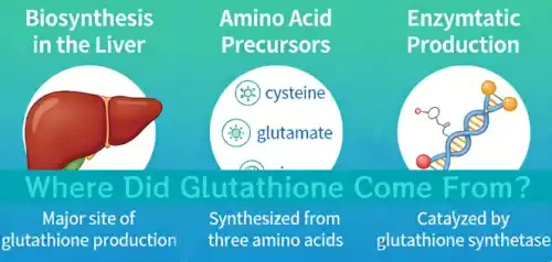 Where Did Glutathione Come From Where Did Glutathione Come From